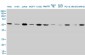 TUBA4A / TUBA1 Antibody (clone 2E11)